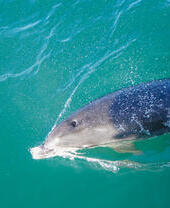 Dolphin blow hole, close up,Torbay Devon, England, United Kingdom