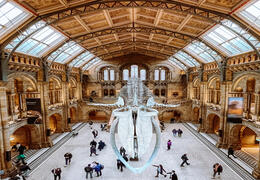 Musée d'Histoire Naturelle