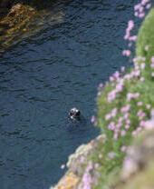 A seal in the water off the coast of Bardsey Island