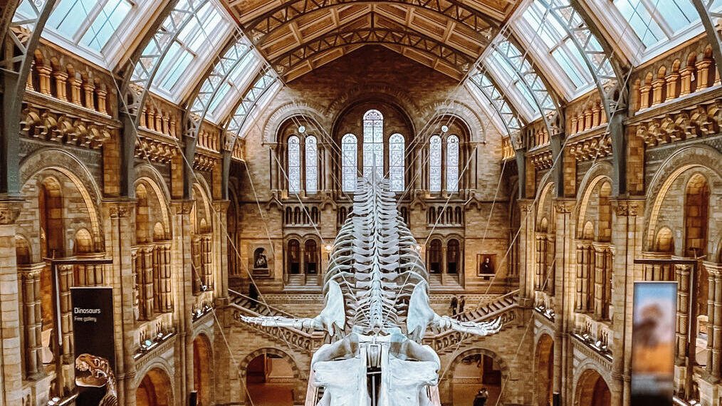 Grand museum hall with arched windows, vaulted ceiling, and large dinosaur skeleton on display, visitors walking below.
