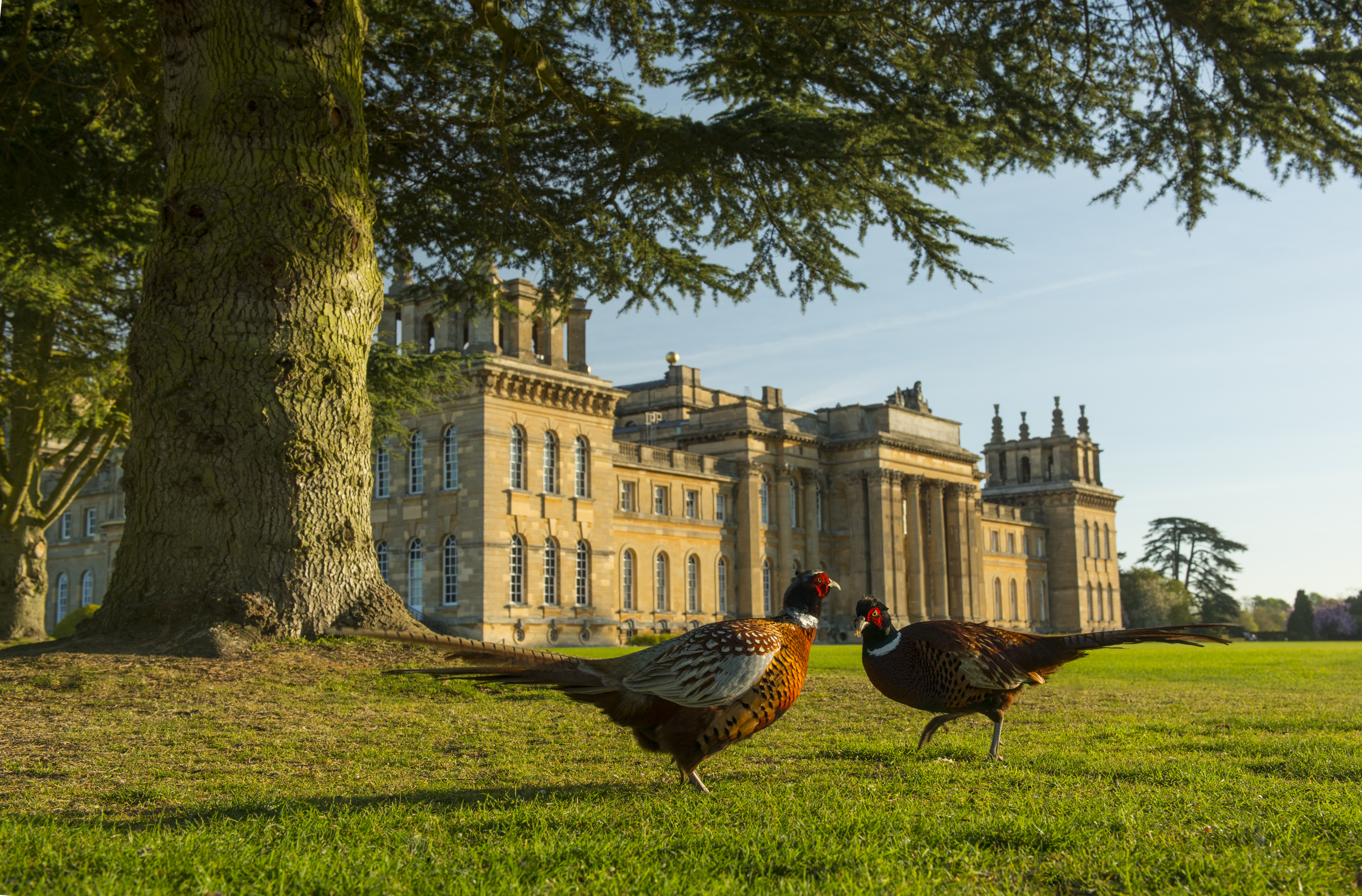 Two pheasants on the grass in front of a palace
