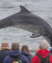 Un grand dauphin sautant hors de l'eau