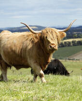 Une vache des Highlands aux longues cornes et à la longue frange regarde fixement la caméra dans un champ.