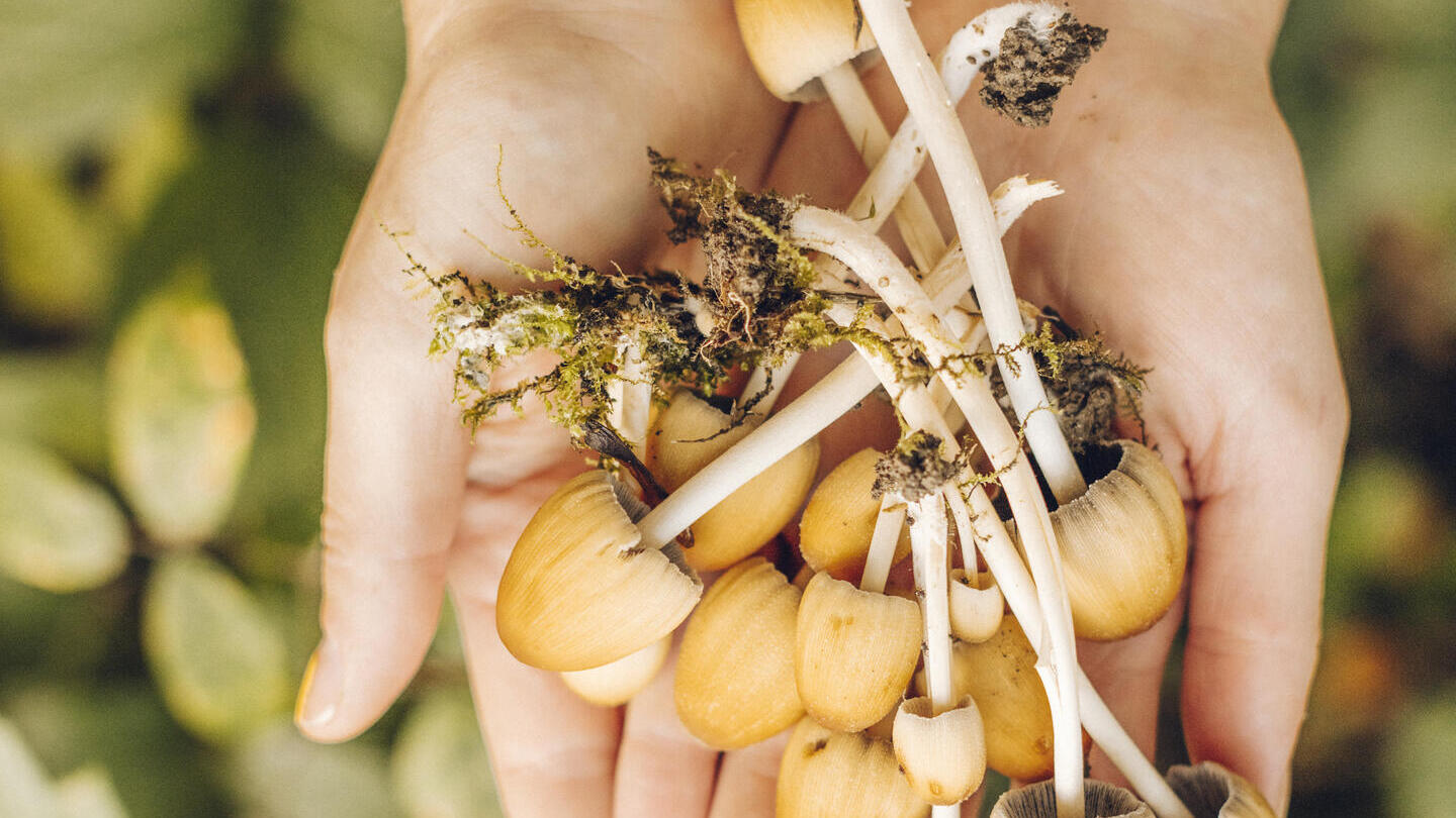 Overhead view of hands holding wild mushrooms foraged