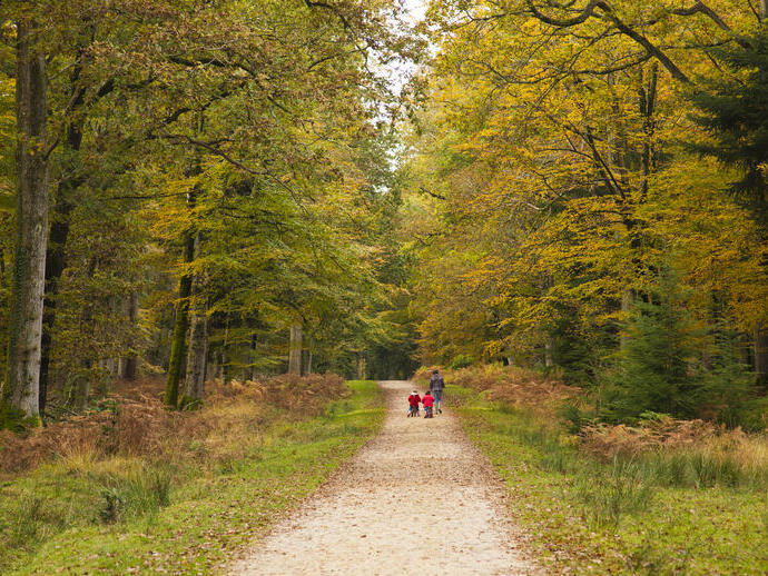 Mother and children walking along a path in a wood in early Autumn