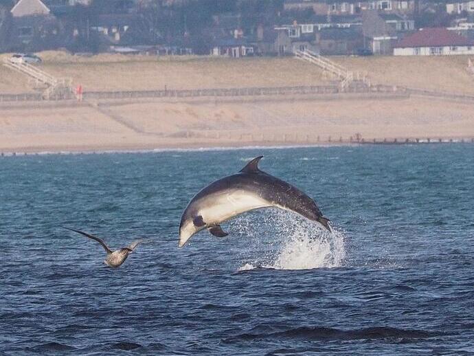Dolphin watching in the sea with beach in the background