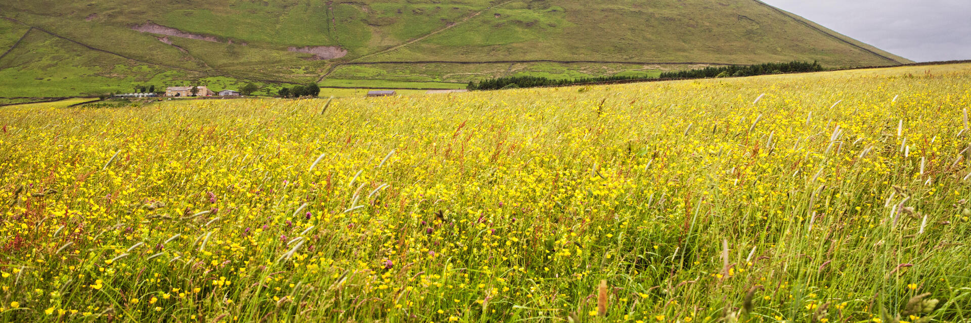 Pendle Hill from Barley Lane, Twiston, Lancashire, with a field of buttercups in the foreground