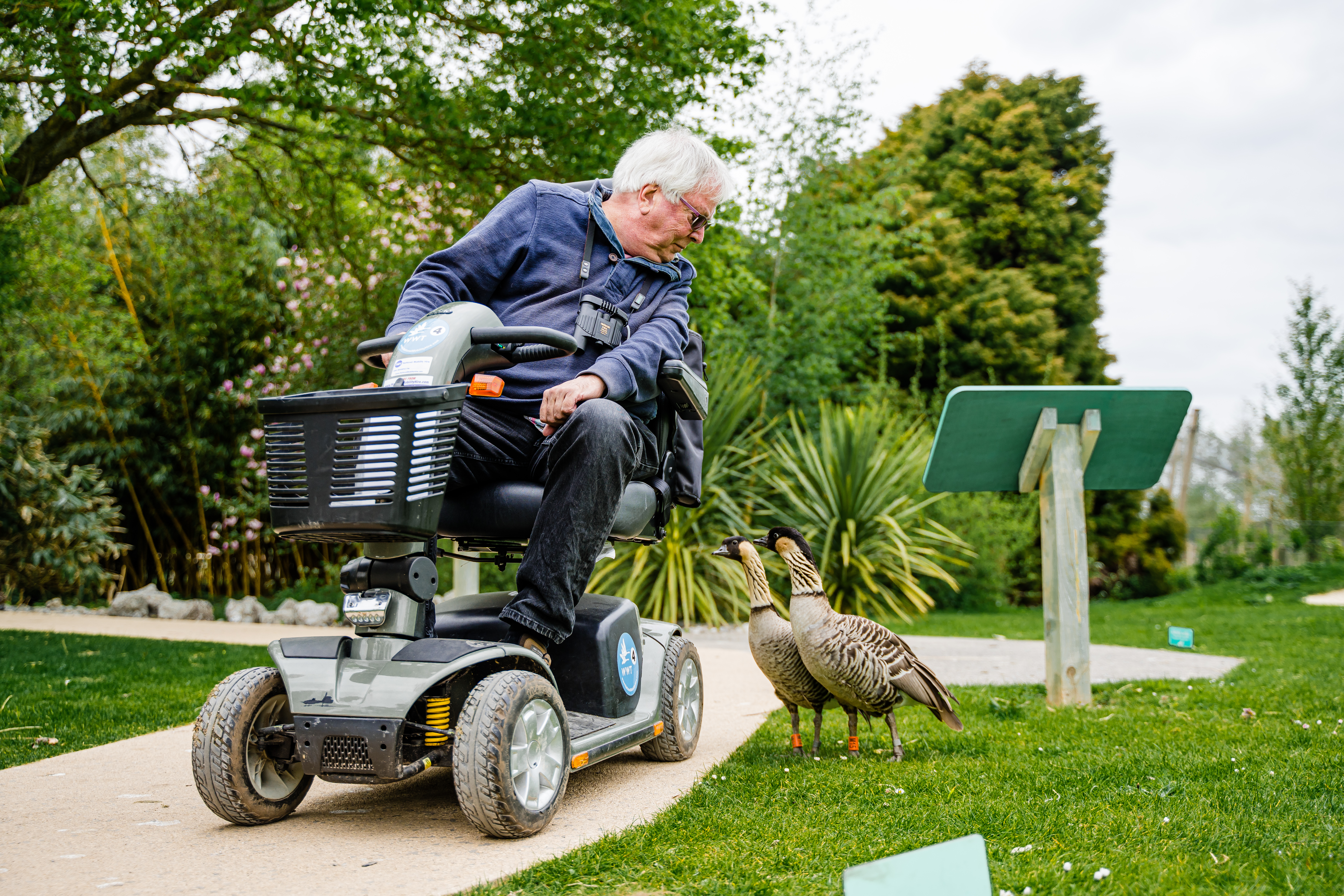 A man in a mobility scooter leans over to look at two birds by him on the ground. WWT Slimbridge Wetland Centre-