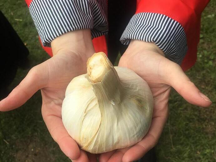 Un par de manos sosteniendo una gran cabeza de ajo en el Festival del Ajo de la Isla de Wight