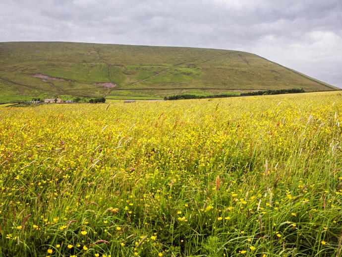 Pendle Hill from Barley Lane, Twiston, Lancashire, with a field of buttercups in the foreground