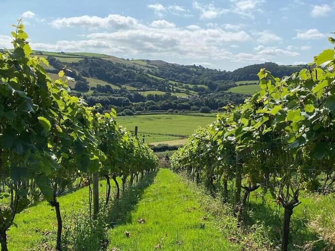 Blick auf den Weinberg Gwinllan Conwy mit ländlicher Landschaft im Hintergrund