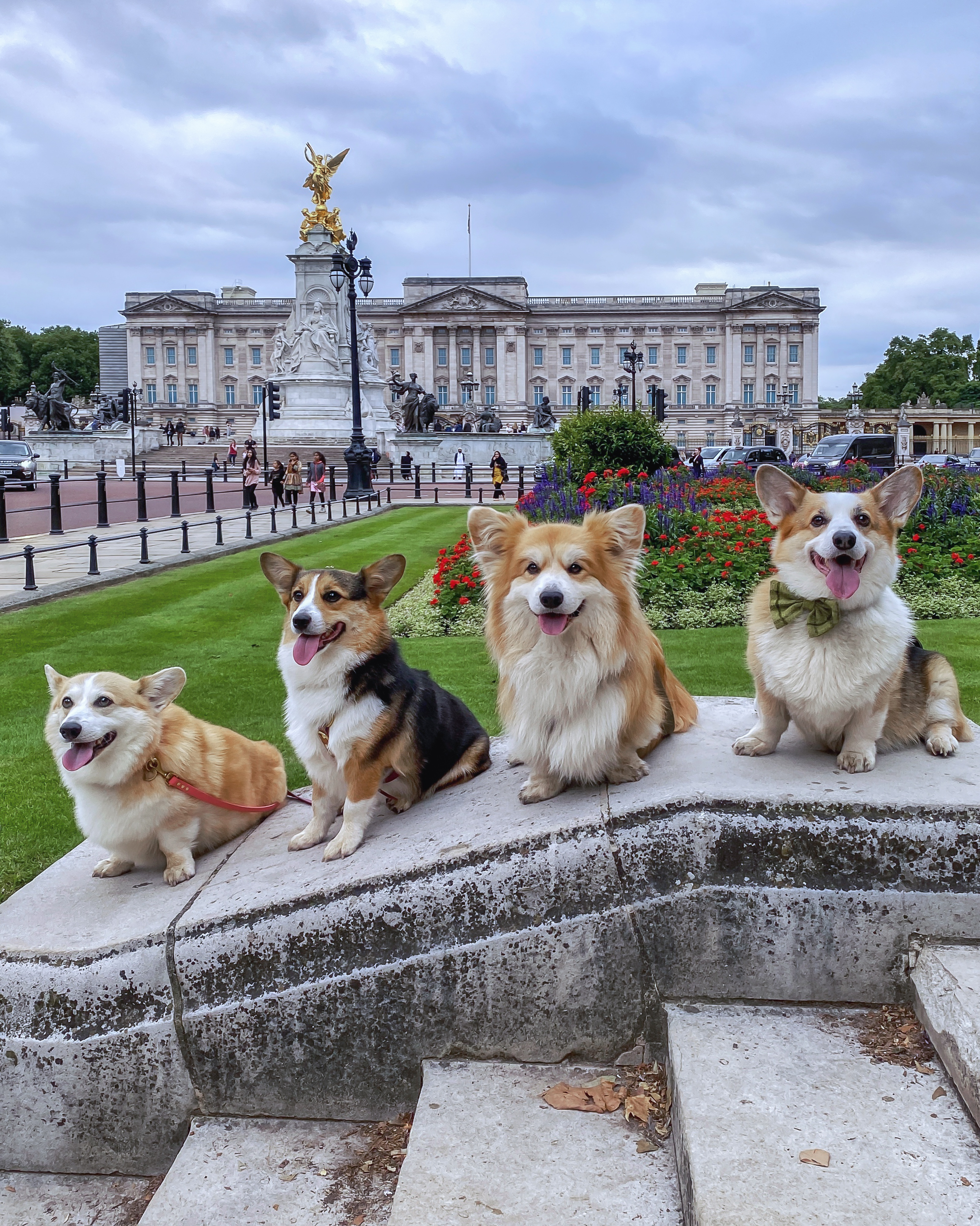 Quatre chiens assis sur un mur de pierre près d'un palais