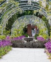 An arch made of growing wisteria set in a garden