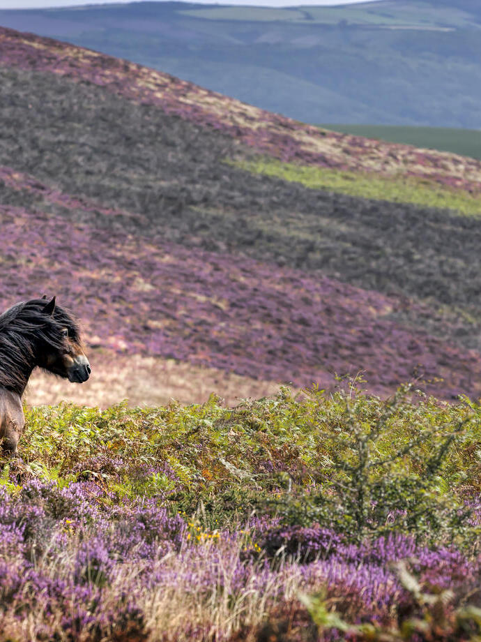 Un cavallo che pascola tra l'erica viola in campagna.