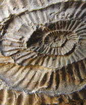 Un fossile dettagliato trovato sulla Jurassic Coast