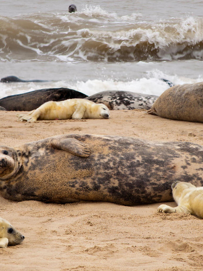 Grey Seals pup pups halichoerus gryphus Horsey Gap seal colony Norfolk England UK