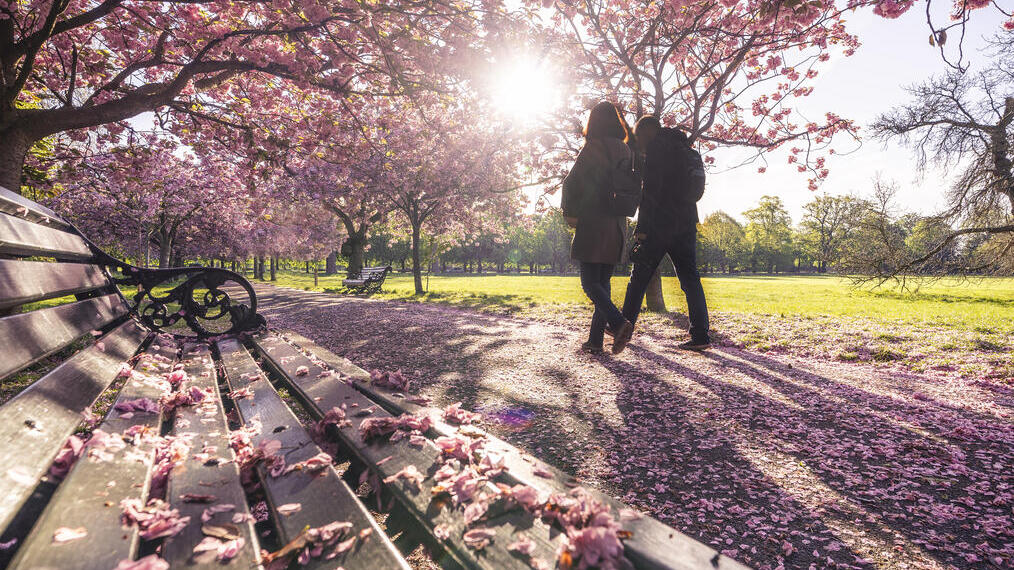 Man and woman walking in a park with pink spring blossom on the trees