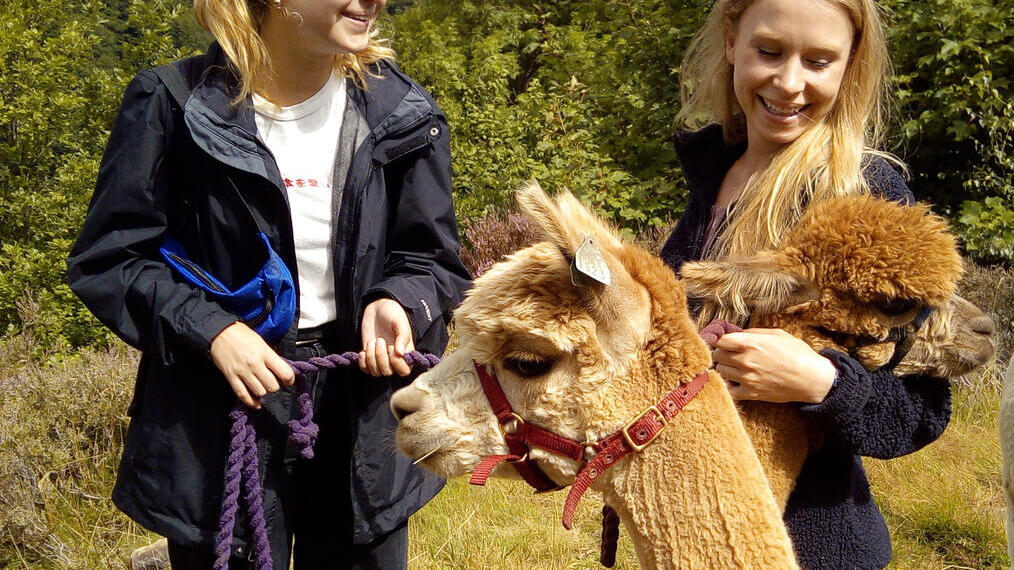 Deux femmes menant un alpaga dans le cadre d'une visite guidée à pied à la Holly Hagg Community Farm à Sheffield