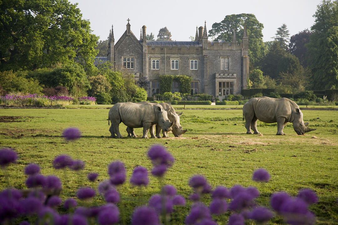 Three rhinoceros grazing in a wildlife park, with historic house in the background