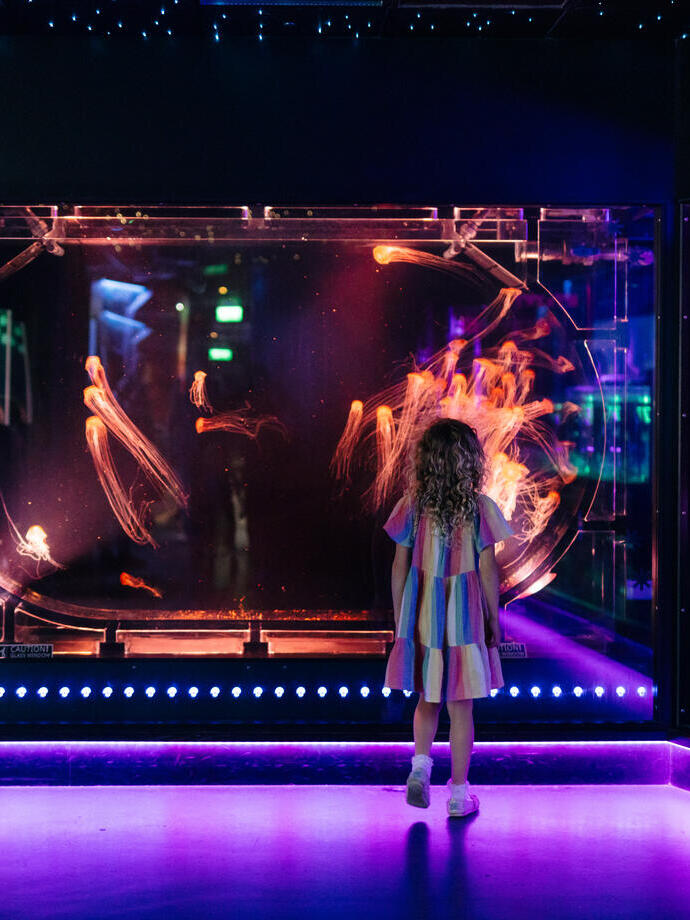 Ein Mädchen steht vor einem Aquarium mit Quallen