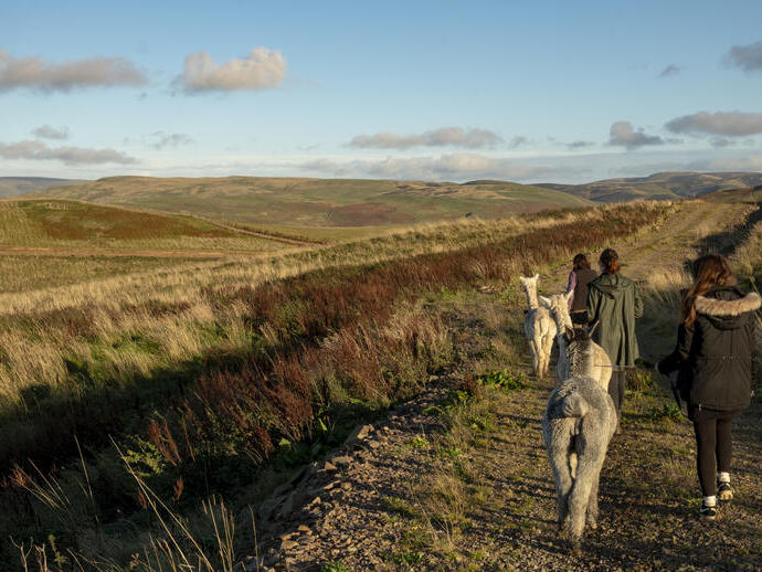Un gruppo di trekking con gli alpaca sulle colline Cheviot