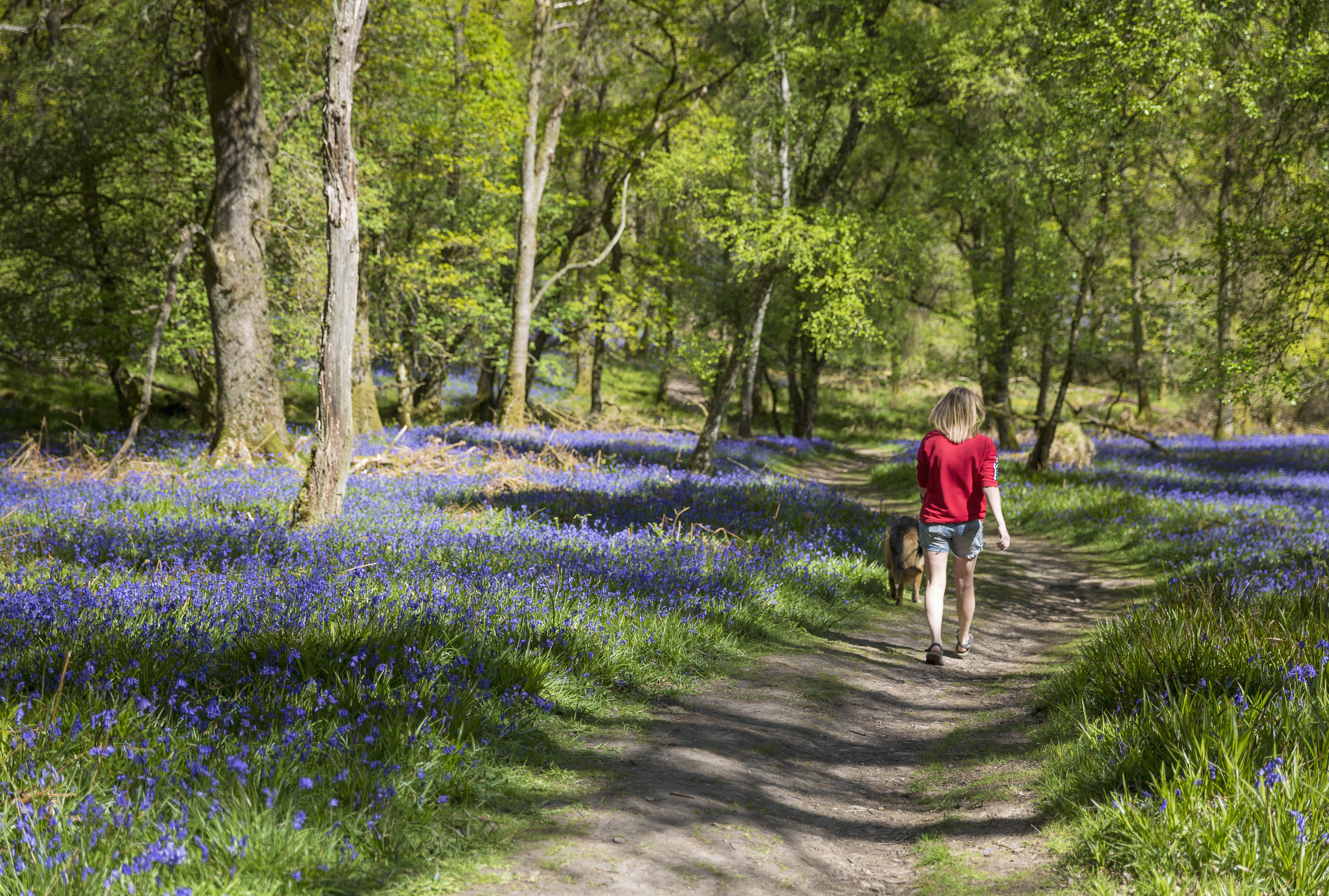 Person walking on a path surrounded by bluebells and trees