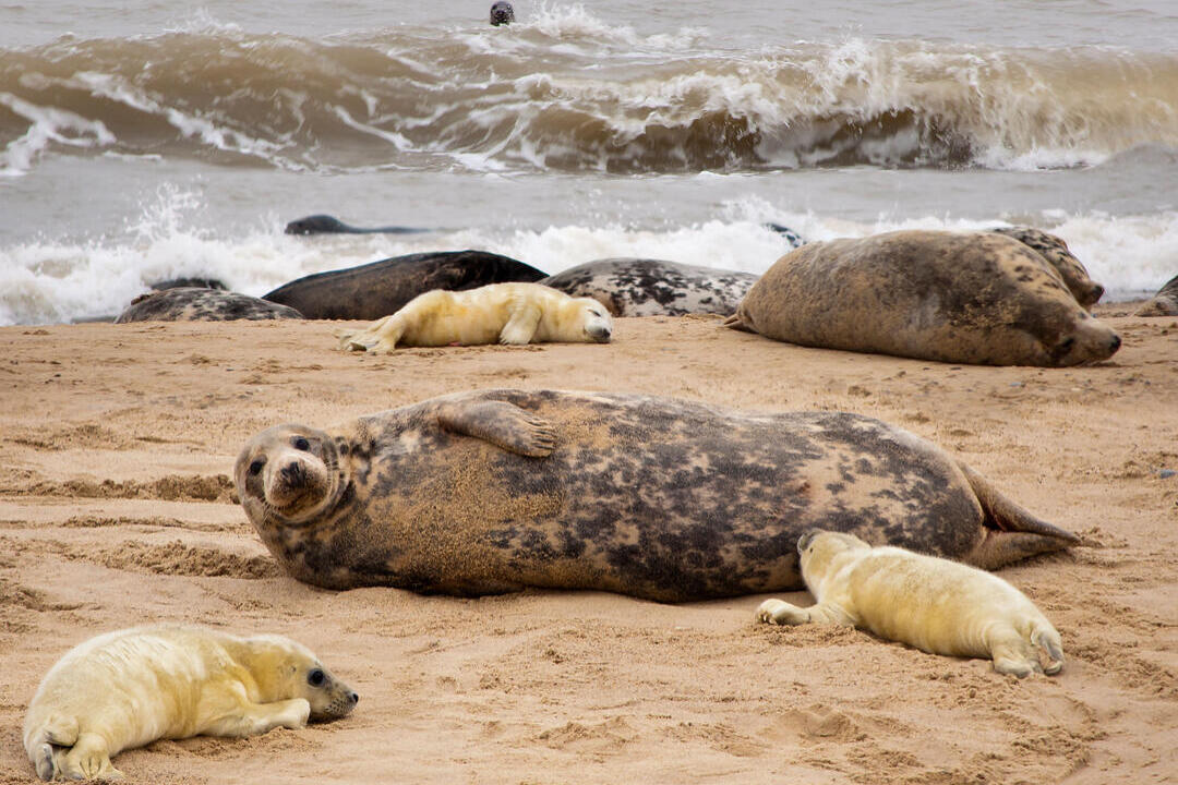 Grey Seals pups, seal colony, Norfolk, England