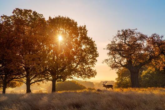 Richmond Park