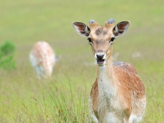 Ein Hirsch steht auf einer Wiese, ein weiterer Hirsch grast im Hintergrund.