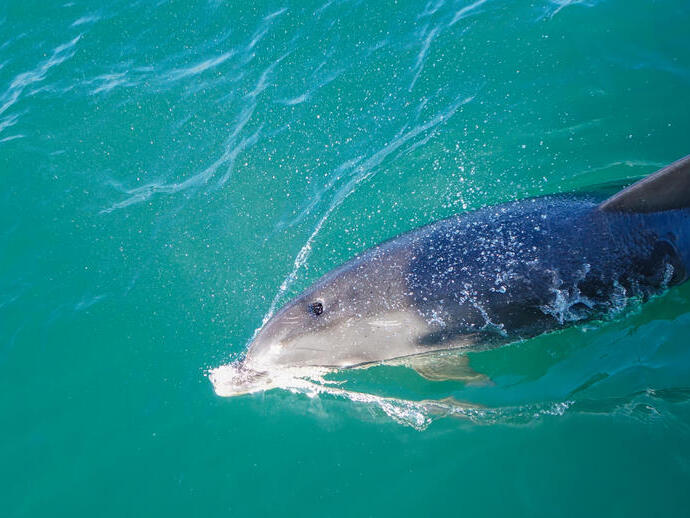 Dolphin blow hole, close up,Torbay Devon, England, United Kingdom