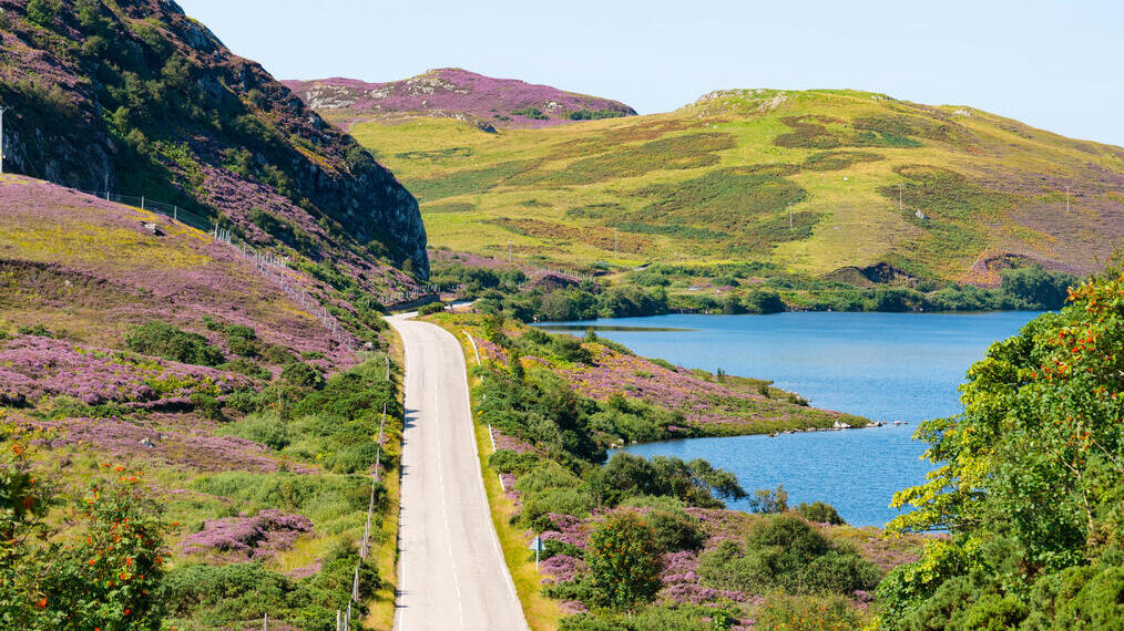 A coastal road running through hills covered with purple heather and a blue ocean to the right