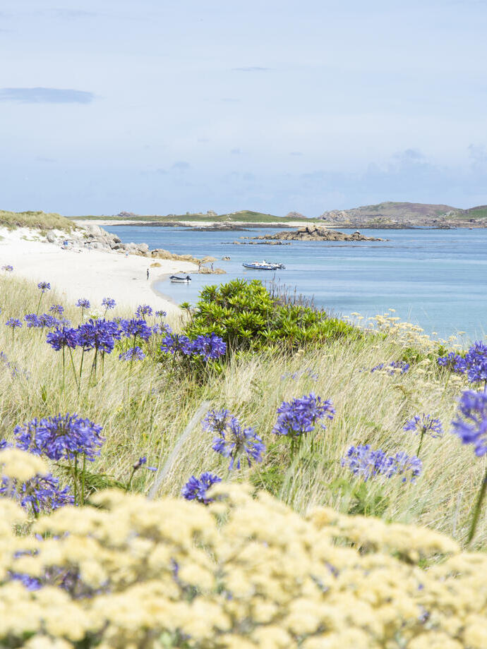 Flowers growing on a hill overlooking a beach on Tresco Island, Cornwall