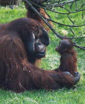 A monkey playing with a net in Twycross Zoo