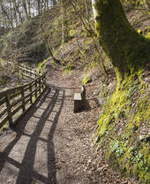 Ein Fußweg mit einer Bank in einem Wald im Winter.