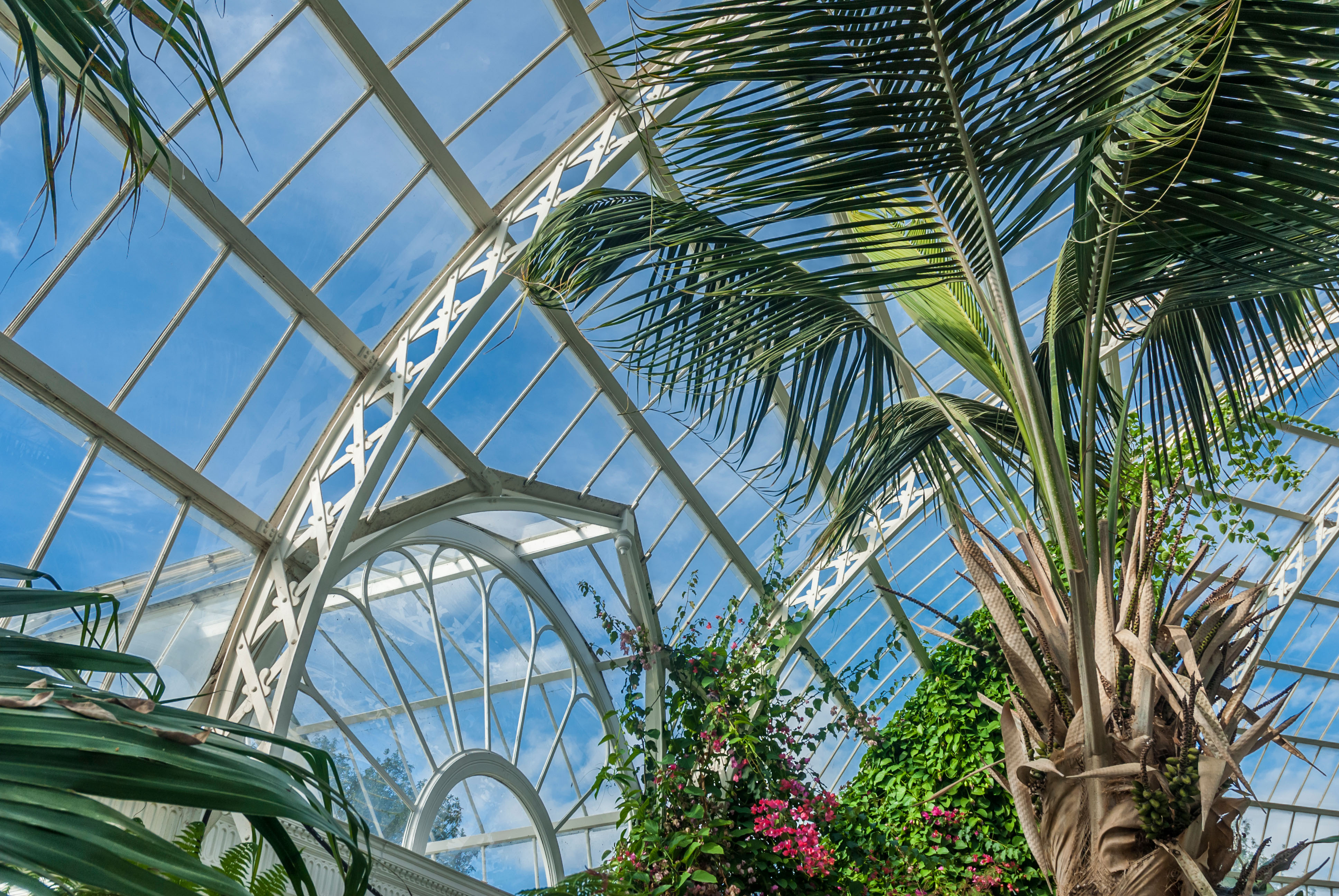 Victorian glass palm house with tropical plants and trees in Sefton Park, Liverpool.