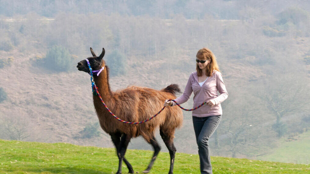Promenade avec des lamas