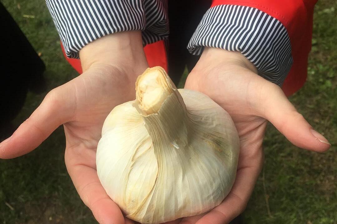 A pair of hands holding a large bulb of garlic at the Isle of Wight Garlic Festival