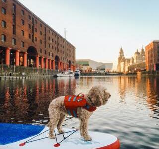 Dog in a life jacket on a paddle-board on water in a dock surrounded by buildings