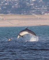Dolphin watching in the sea with beach in the background