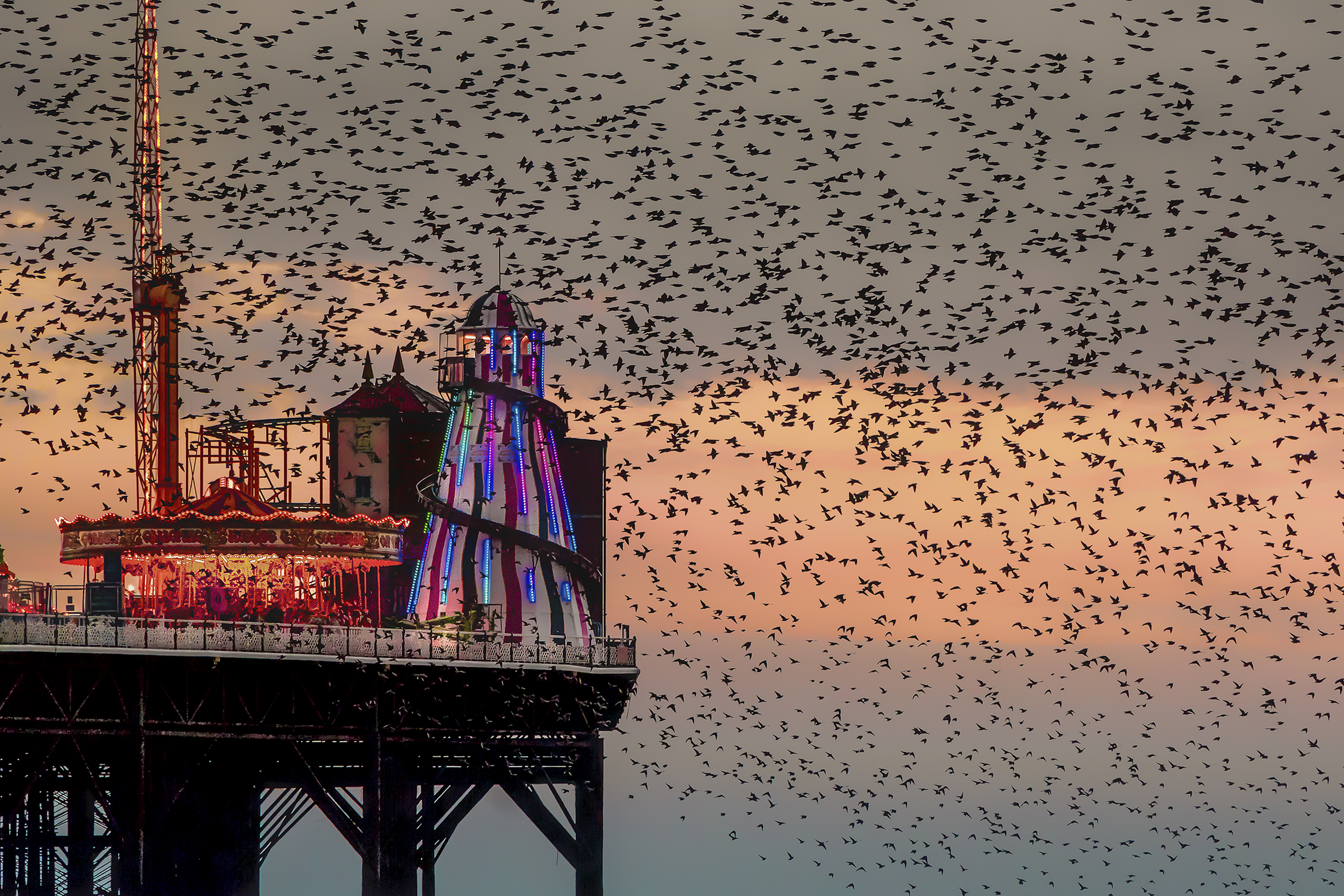 Large flock of birds at sunset over a fairground on a pier