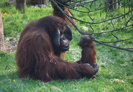 Twycross Zoo