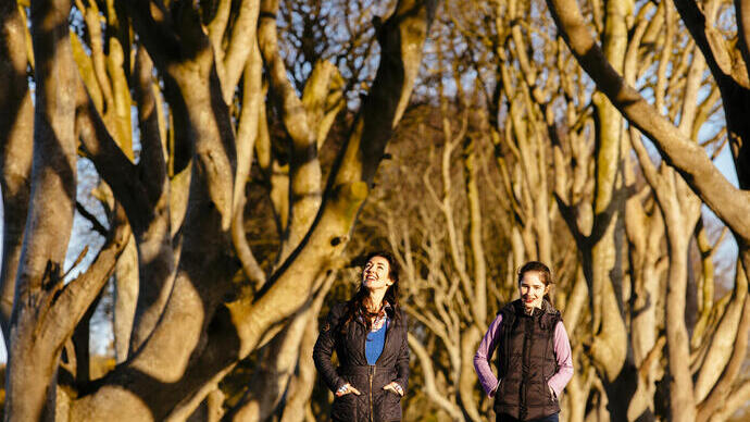 People walking on path between tall intertwined trees