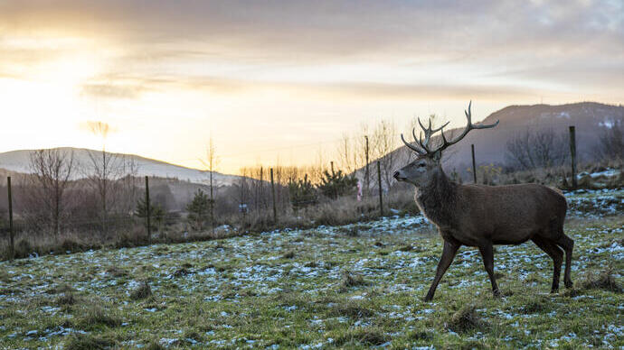 A stag with large antlers in a field with light snow on the ground