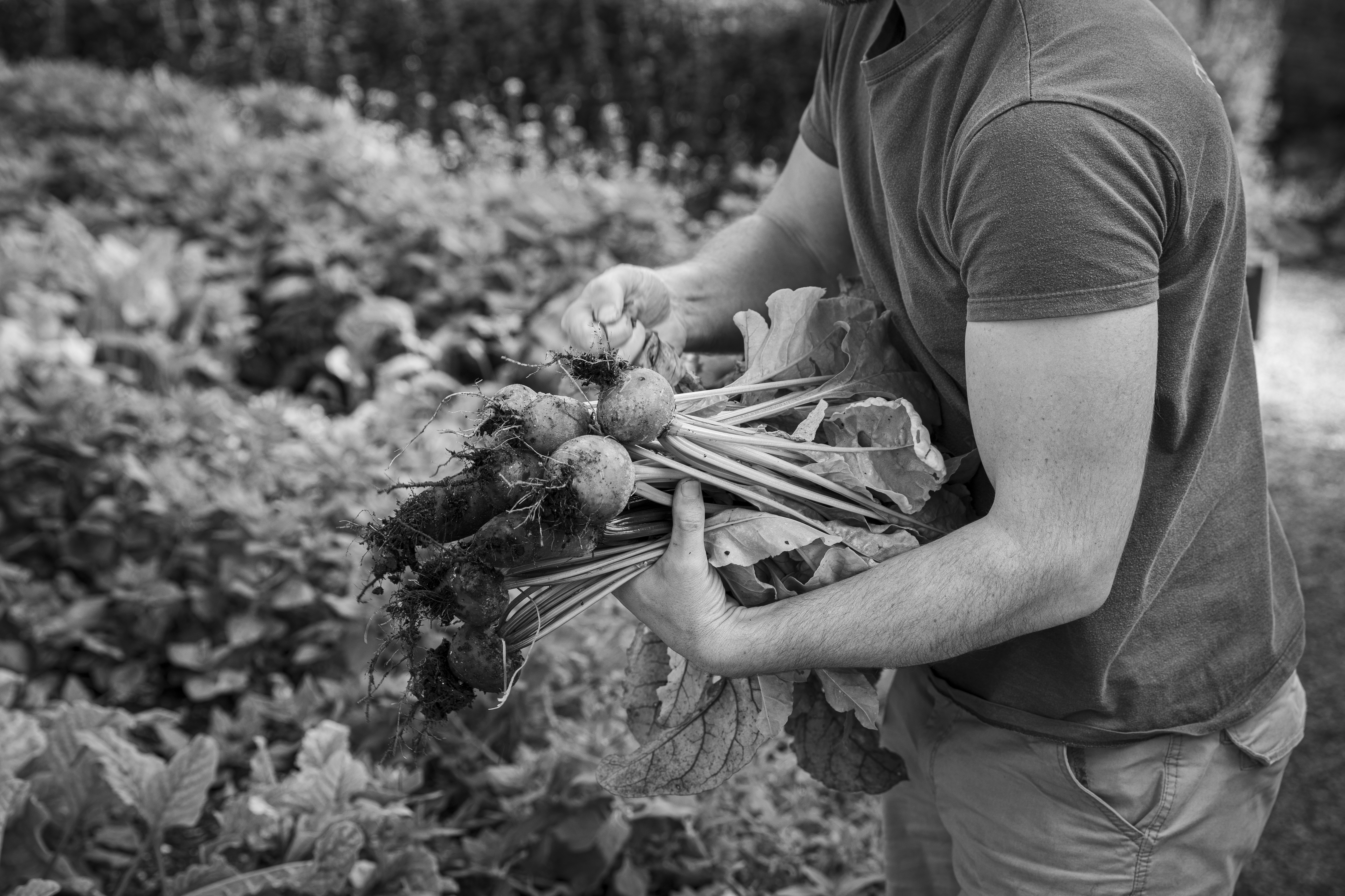 Black and white image of a man picking vegetables at The Pig restaurant, Hampshire - sustainable food