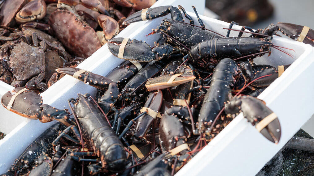 Fruits de mer à St Abbs