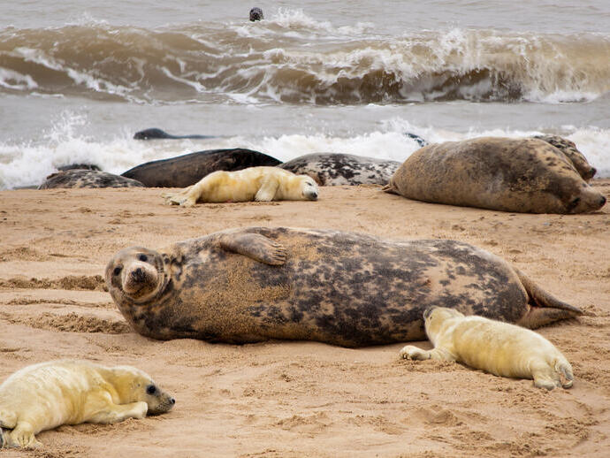 Grey Seals pups, seal colony, Norfolk, England
