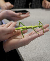 Granja de insectos del Dr. Beynon