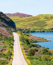 Eine Küstenstraße, die durch mit violettem Heidekraut bewachsene Hügel führt, rechts davon das blaue Meer