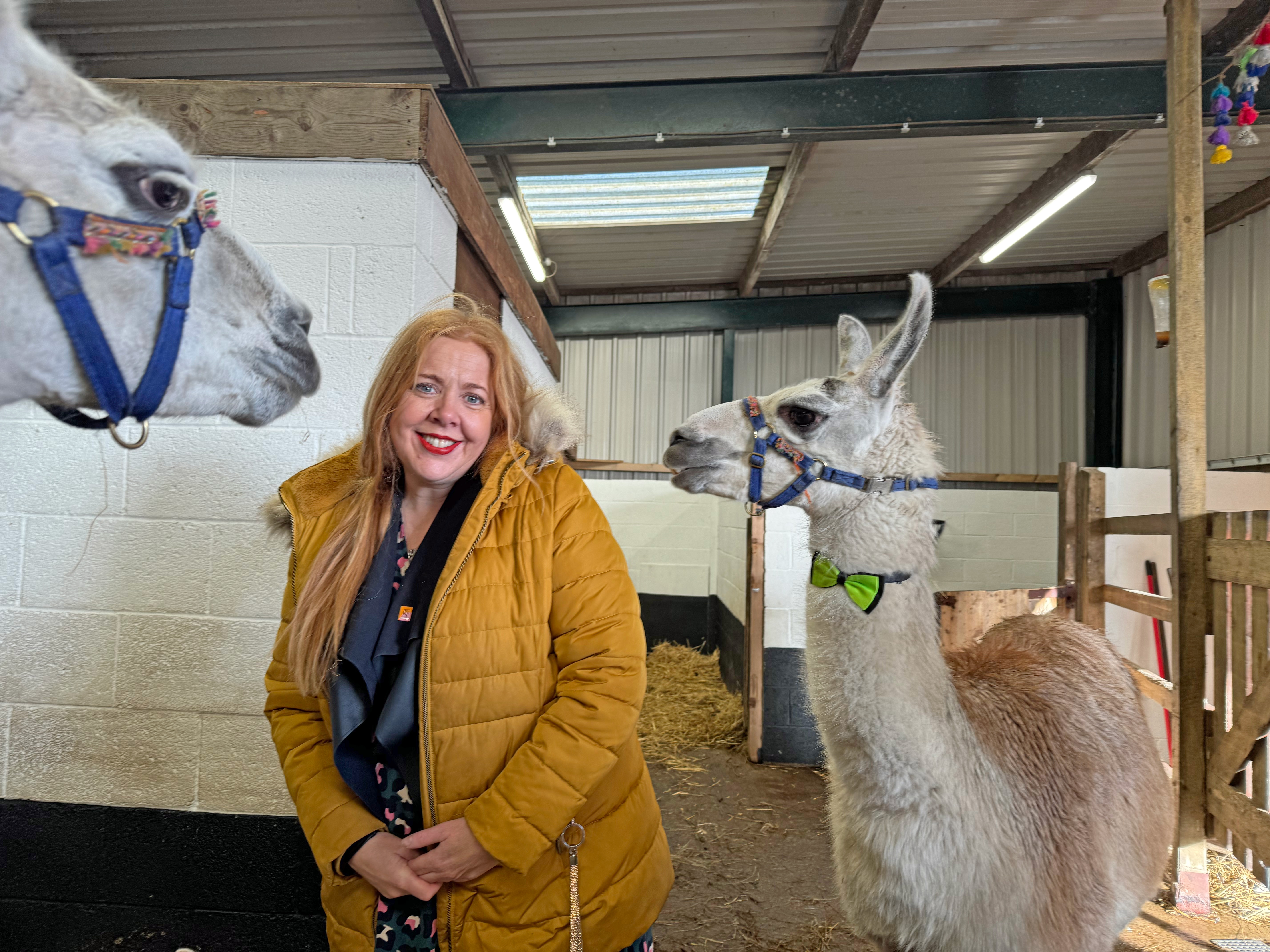 Woman in stables with alpacas