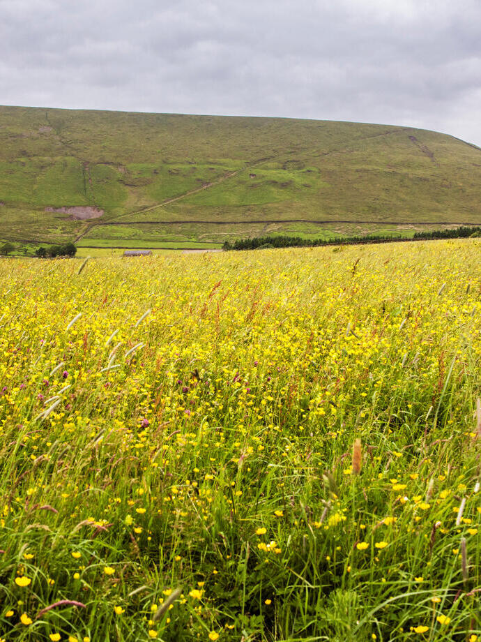 Pendle Hill from Barley Lane, Twiston, Lancashire, with a field of buttercups in the foreground